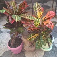 گیاه فیکوس لیراتا ، سانچزیا ،شفلرا ،بنجامین