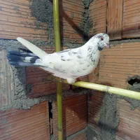 کبوتر پرشی