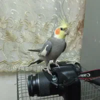 عروس هلندی دستی و سخنگو با قفس و غذا