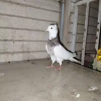 طوقی سرور مهر|پرنده|کرج, حصارک پایین|دیوار