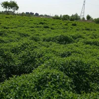 موسوی|خوردنی و آشامیدنی|تهران, بهمن یار|دیوار