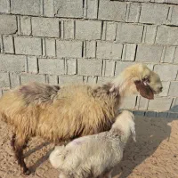 میش شکم دوم دوقلوزا  با بره نر|حیوانات مزرعه|آبپخش, |دیوار