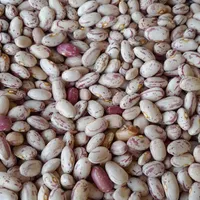 لوبیا چیتی|عمده‌فروشی|خان ببین, |دیوار