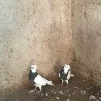 کفتر طوقی یک جفت به شرط جوجه و هوایی بودن|پرنده|بردسکن, |دیوار