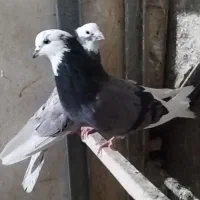 کبوتر پرشی شازده سبز|پرنده|شهریار, شهرک بهاران (ویره)|دیوار