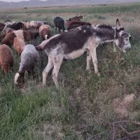 خر نر اخته، بارکش، گلگی