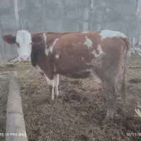 گاو سیمنتال شکم دوم|حیوانات مزرعه|هشترود, |دیوار