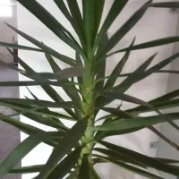 گل وگلدان|گل و گیاه طبیعی|نمین, |دیوار