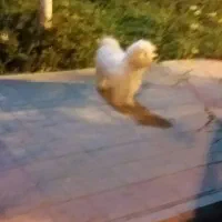 باسلام یک عدد توله سگ سفید ماده بفروش میرسد|سگ|قم, شاه سید علی|دیوار