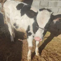 فروشی گوساله سمینتال ماده پنج ماه