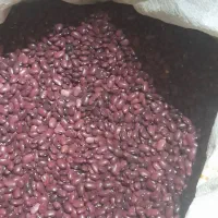 ۲۰۰ کیلو لوبیا قرمز