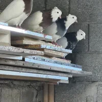 کبوتر طوقی اصل|پرنده|بندر گناوه, |دیوار