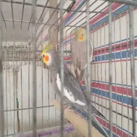 طوطی عروس|پرنده|سنگر, |دیوار