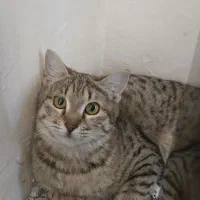 واگذاری رایگان گربه|گربه|کرمانشاه, |دیوار