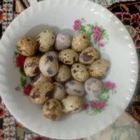 تخم بلدرچین