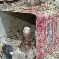 هفت‌رنگ درج یک و زاتدار