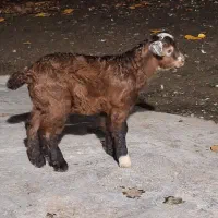 خوشکل دوست داشتنی|حیوانات مزرعه|حویق, |دیوار