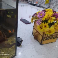 اجاره-منزل-روزانه