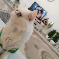 گربه پرشین با تربیت|گربه|قائن, |دیوار