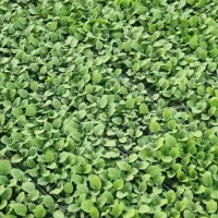 نشاگوجه‌فرنگی بدرو وبریویو دستگیردریافت سفارش|خدمات باغبانی و درختکاری|جیرفت, |دیوار