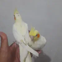 جوجه طوطی عروس هلندی