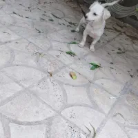 یک عدد شیواوا ماده 5ماهه