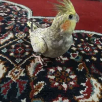 طوطی عروس هلندی|پرنده|آمل, |دیوار