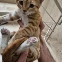 بچه گربه گمشده، نارنجی