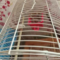 فنج جفت،فنج.اورنج،گلدین|پرنده|آستانه اشرفیه, |دیوار