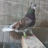 دم سفید نرو ماده