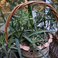 گلدان مختلط آلوئه‌ورا و اشک تمساح