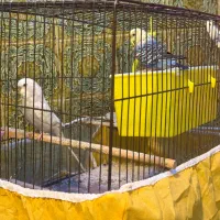 مرغ عشق انگلیسی|پرنده|یزد, |دیوار