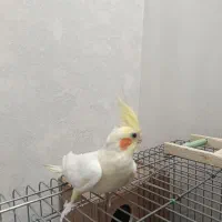 یک جفت عروس هلندی|پرنده|قرچک, میرزائی جنوبی|دیوار