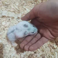 همستر ماده سه ماهه|موش و خرگوش|کرج, اصفهانیها|دیوار