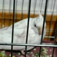 جوجه عروس هلندی سفید|پرنده|شهرکرد, |دیوار