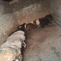 فروش گوسفند مغان وافشار