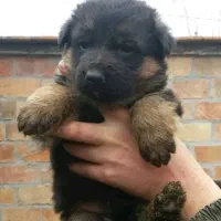 واگذاری سگ ژرمن شولاین