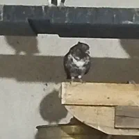 کفتر گرگی قرمز کاکلی  جفت شازده قرمز