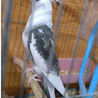 «جفت عروس هلندی مولد خاص(نر دوکت آلبینوکمیاب