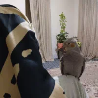 عروس هلندی گم شده