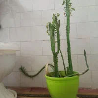 گل طبیعی|گل و گیاه طبیعی|نیشابور, شهید بهشتی|دیوار