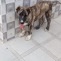 توله رخ فروشی|سگ|کاشمر, |دیوار