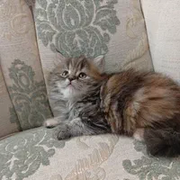 مجموعه گربههای فسقلی ( کانال میوهاپ )|گربه|خرمآباد, |دیوار