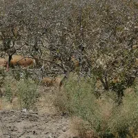 فروش آب وزمین پسته ای گلشن