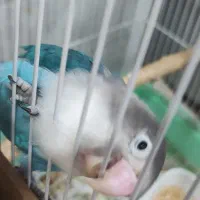 طوطی کوتوله برزیلی ماده