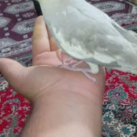 عروس هلندی|پرنده|بندر گز, |دیوار