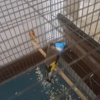 سهره ماده  داغسر جوجه. قفس عروسک|پرنده|ماهدشت, |دیوار