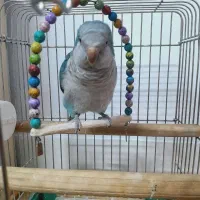 راهب سخنگو|پرنده|شاهرود, |دیوار