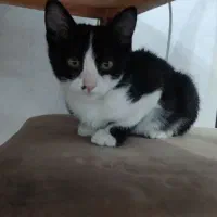 واگذاری|گربه|سبزوار, هویزه|دیوار