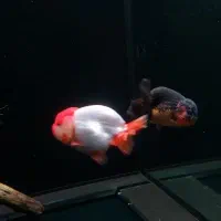 اکواریوم پمپ جیکودماهی گلدفیش رنچووارداتی تاپ گرید|ماهی|تهران, جنت‌آباد مرکزی|دیوار